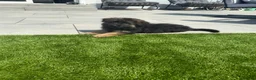 German Shepherd dogs for sale: 🐾 Beautiful kc German shepherd puppies🐾 - Advert 3