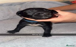 Lurcher dogs for sale: Saluki collie bull grey - Image 4