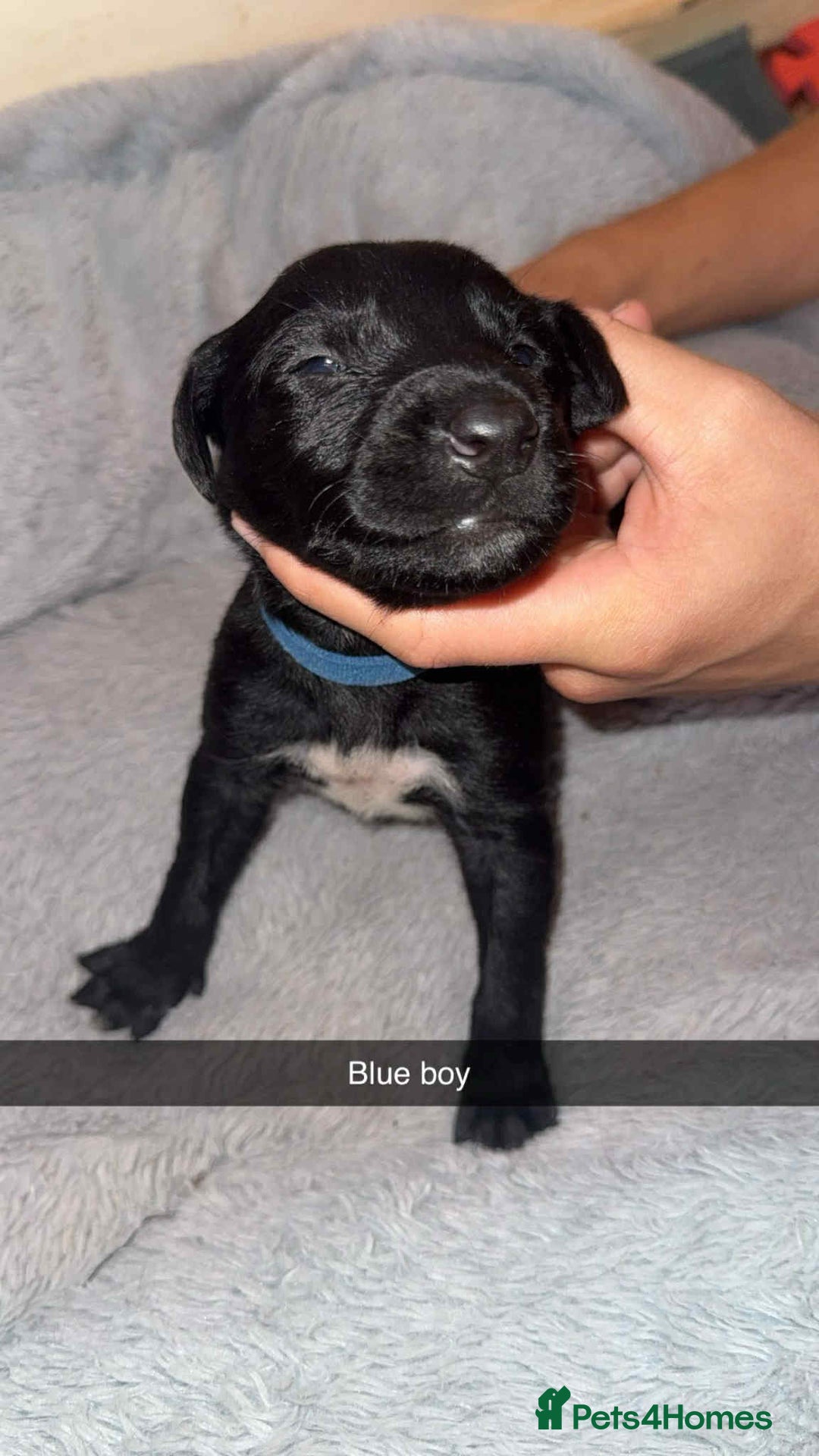 Lurcher dogs for sale: Saluki collie bull grey - Image 4