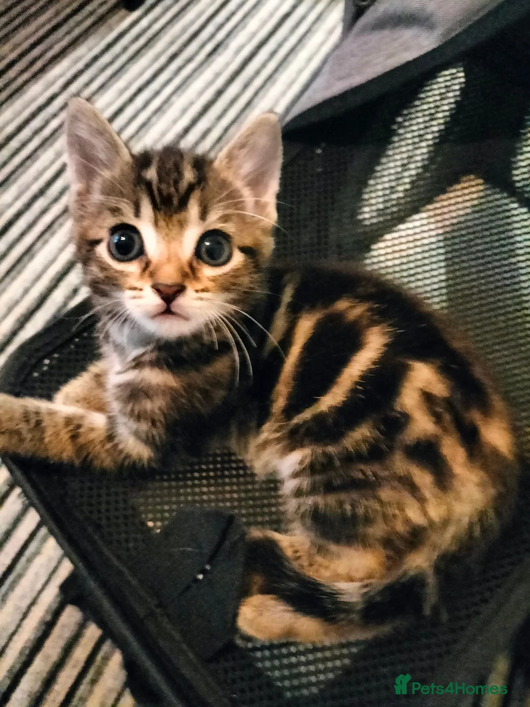 Mixed Breed cats for sale: 5 Beautiful Tabby Kittens - Advert 1