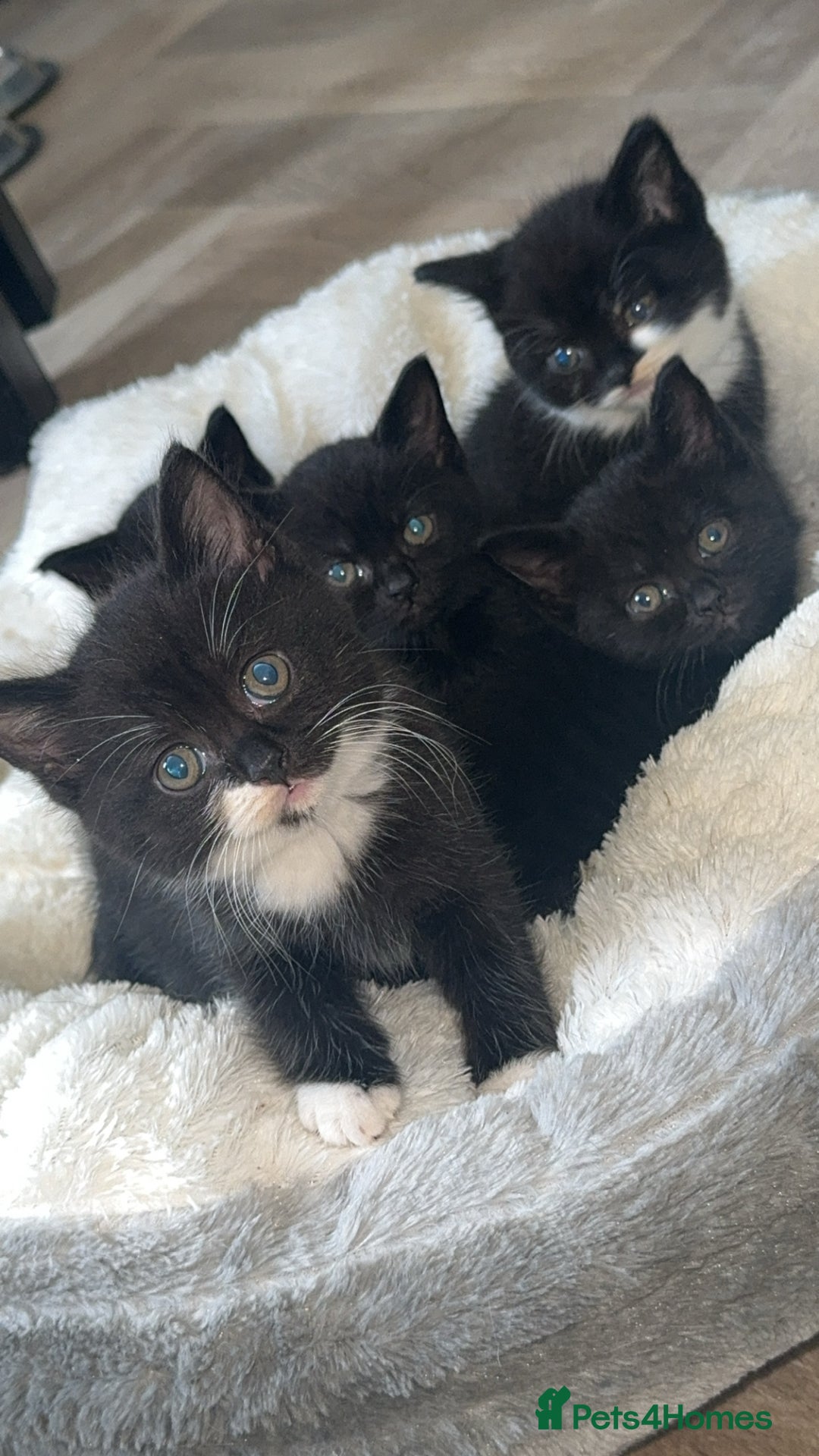 British Shorthair cats for sale: British short hair X 3/4 - Image 1
