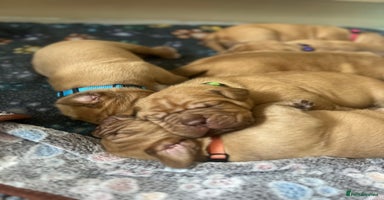 Dogue De Bordeaux dogs - Advert 7