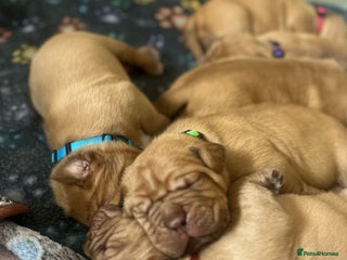 Dogue De Bordeaux dogs - Advert 30