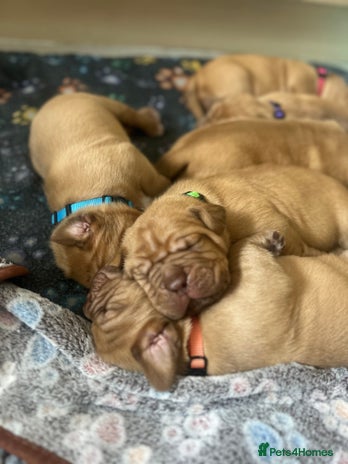 Dogue De Bordeaux dogs - Advert 1