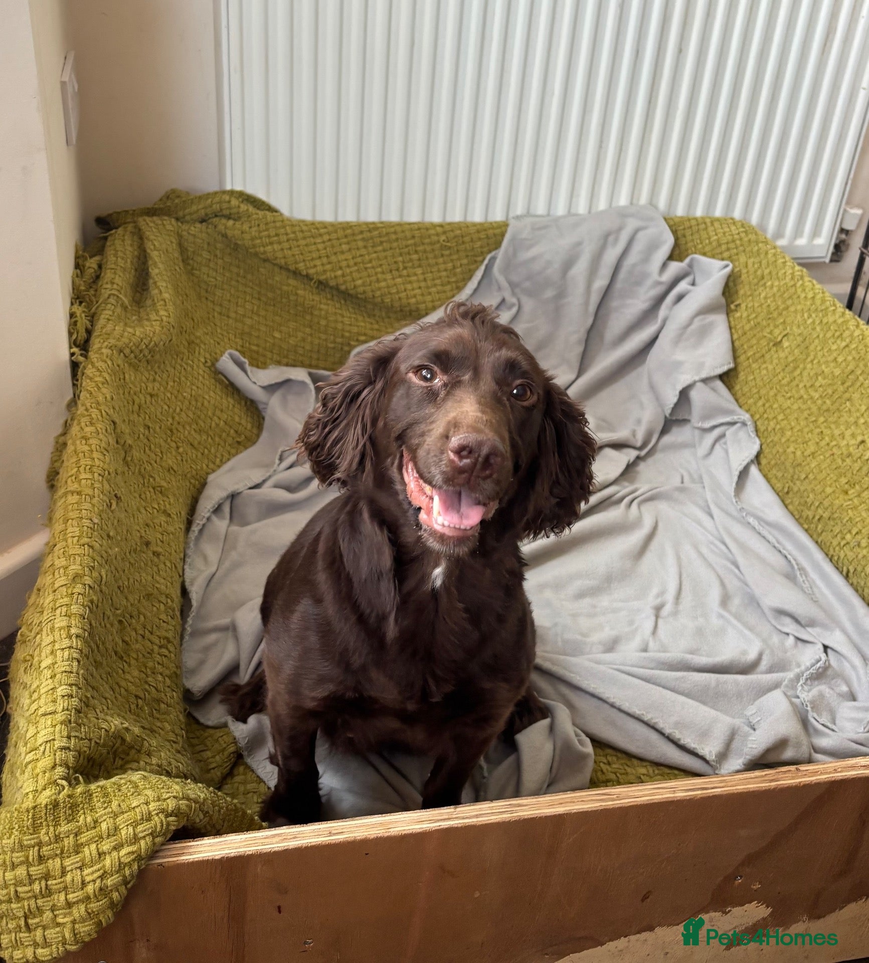 Sprocker dogs Beautiful littler of sprocker puppies  - Advert 1
