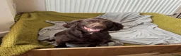 Sprocker dogs for sale: Beautiful littler of sprocker puppies  in Derby - Advert 1