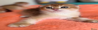 Scottish Fold 2