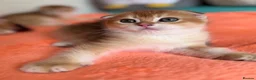Scottish Fold cats for sale: 🐾BEAUTIFUL SCOTTISH FOLD KITTEN 🐱  - Advert 14