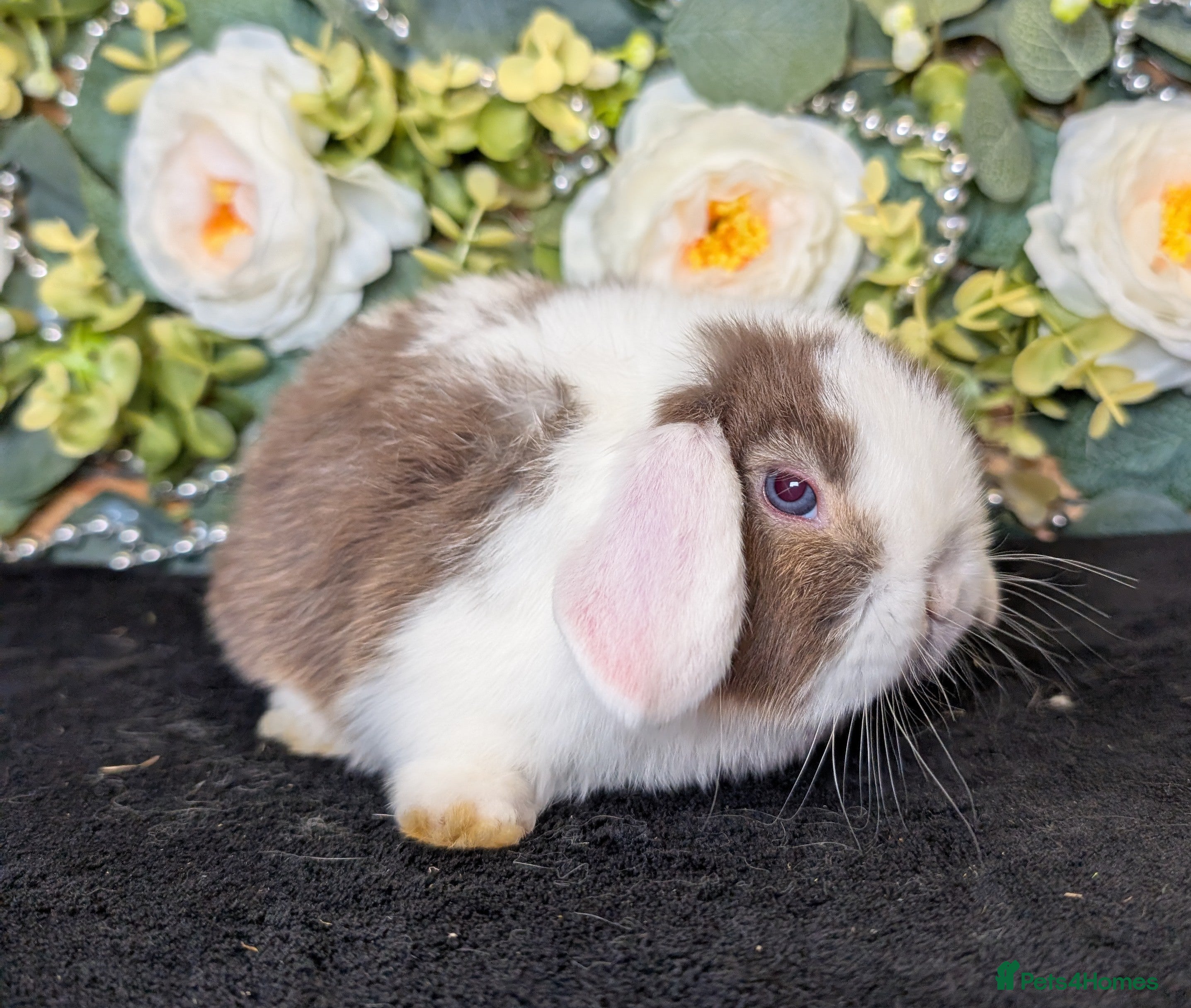 Mini Lop rabbits ❤️mini lop babies Due 14th of February ❤️ - Advert 6