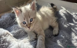 Siberian cats for sale: Champion blood, 5 Gen pedigree, loving kittens - Image 11