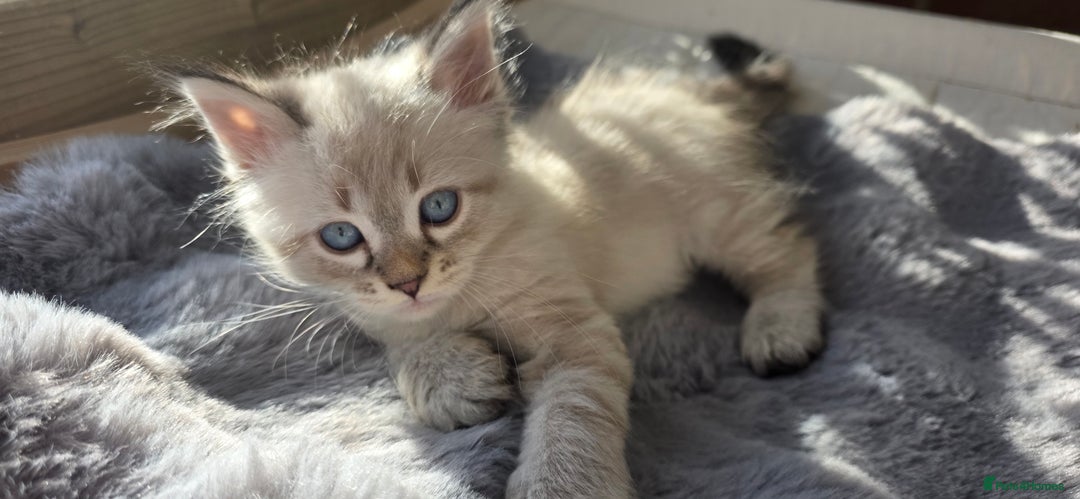 Siberian cats for sale: Champion blood, 5 Gen pedigree, loving kittens - Image 11