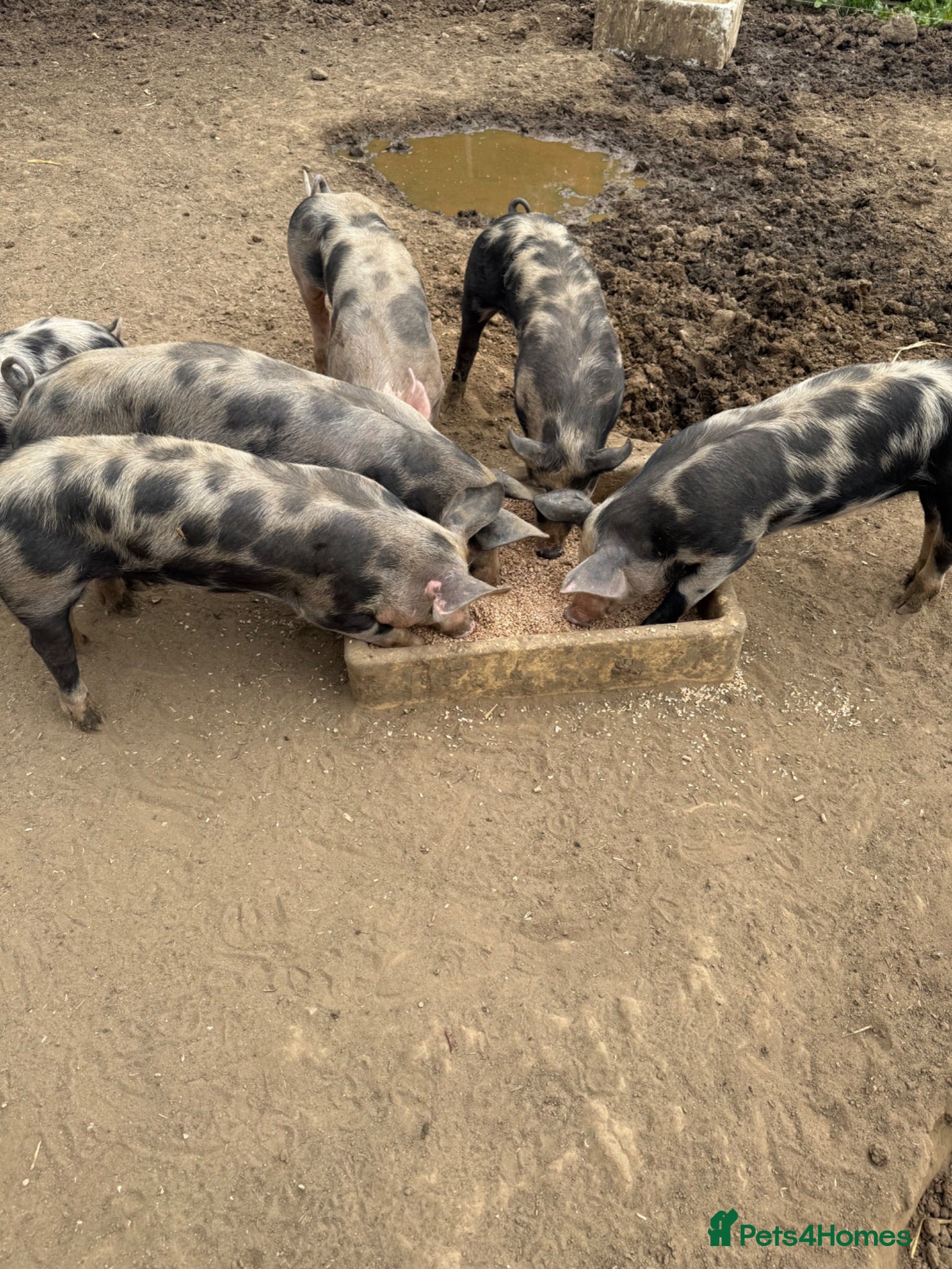 Pig livestock Peritren pure breed  - Advert 1