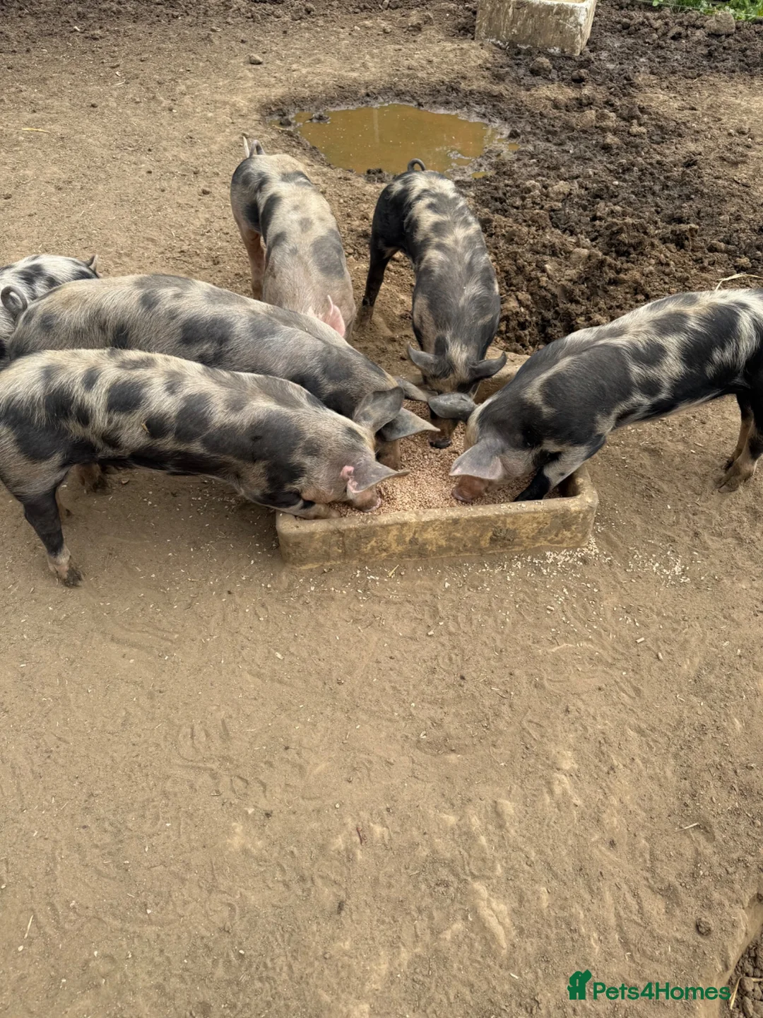 Pig livestock for sale: Peritren pure breed  - Advert 1