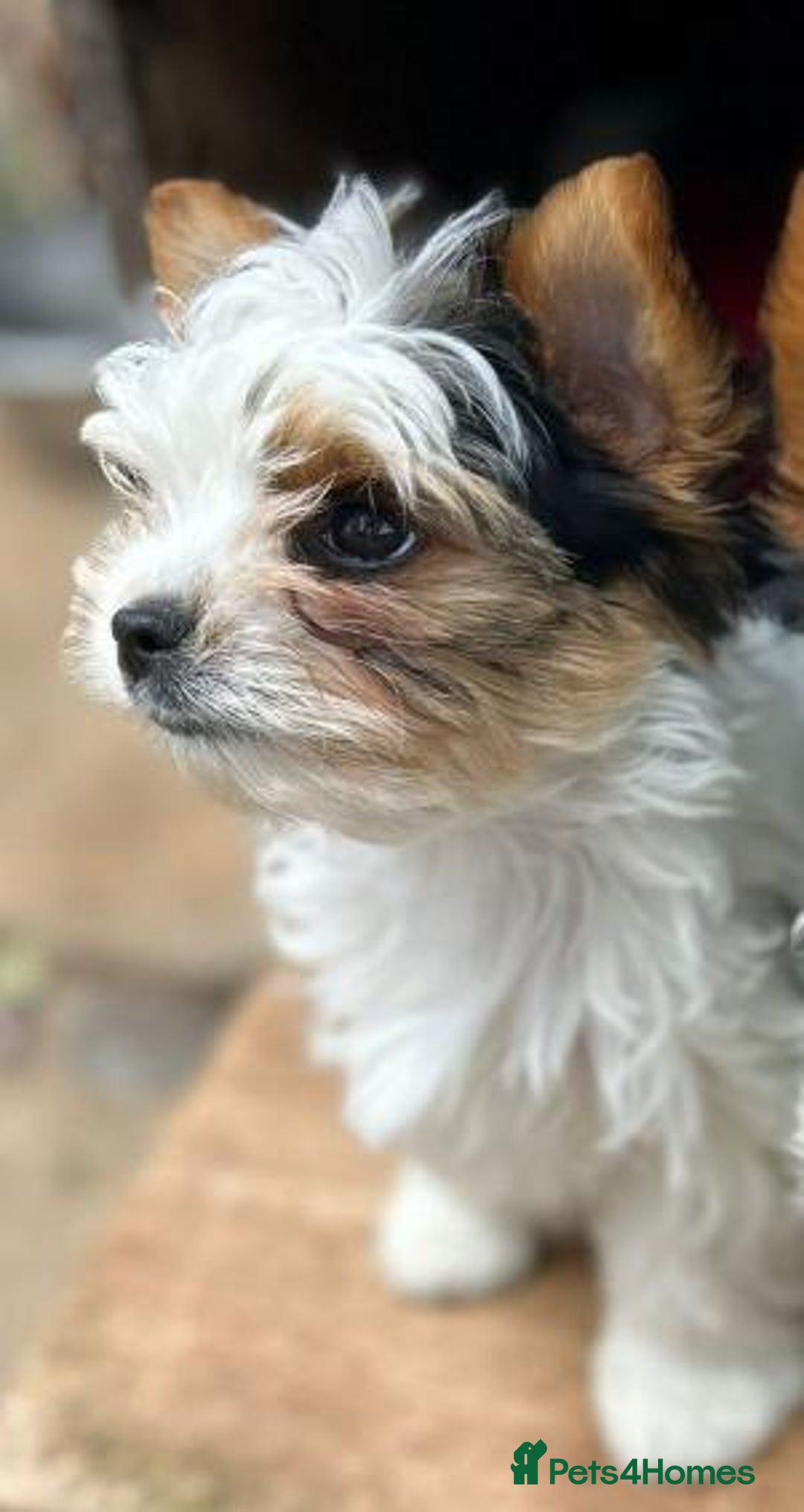 Biewer Terrier dogs for sale: Gorgeous Biewer Terrier puppies  - Image 3