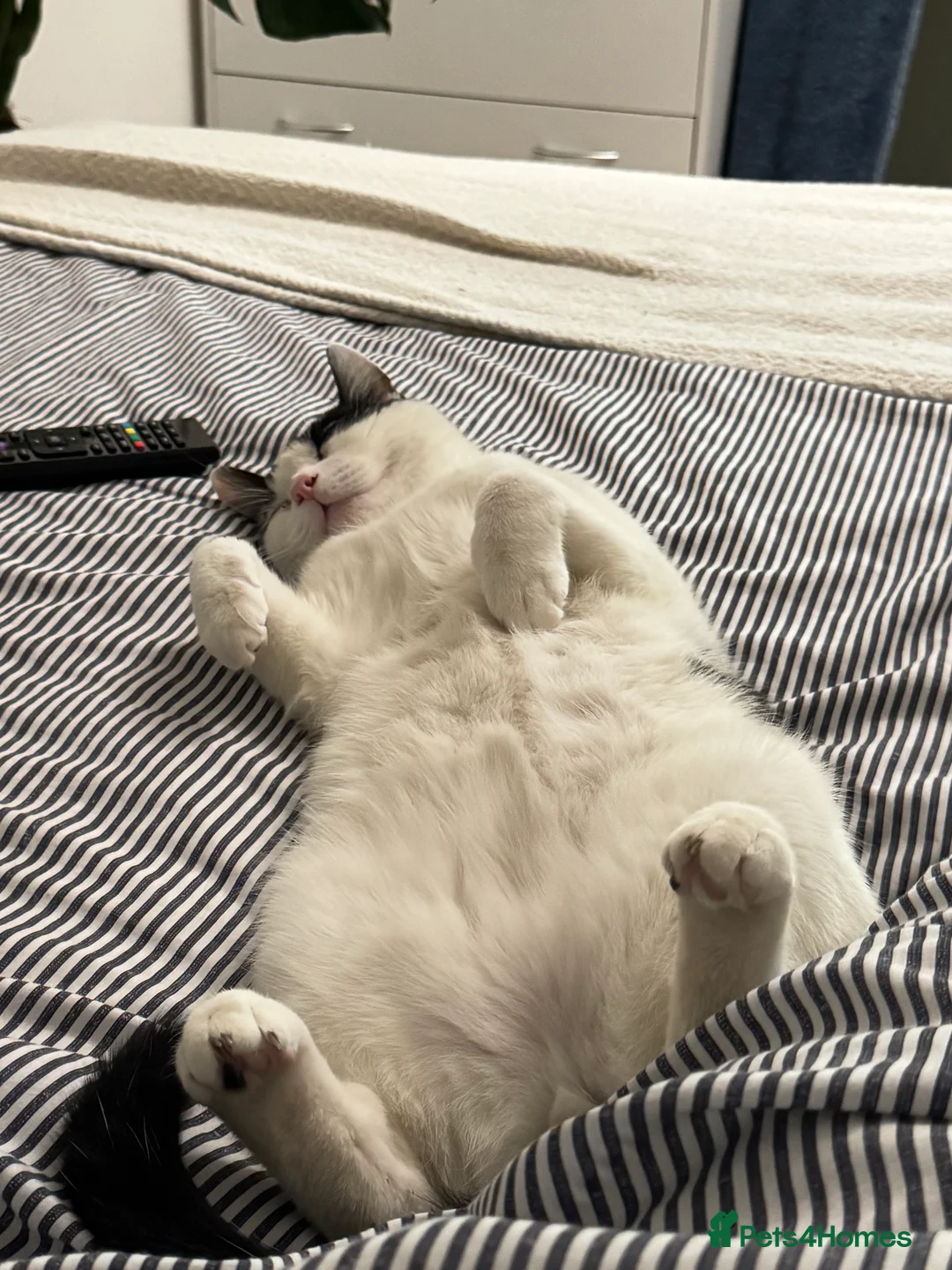 Mixed Breed cats for sale: Eclipse - Advert 5