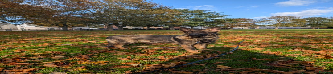 German Shepherd Puppy 4