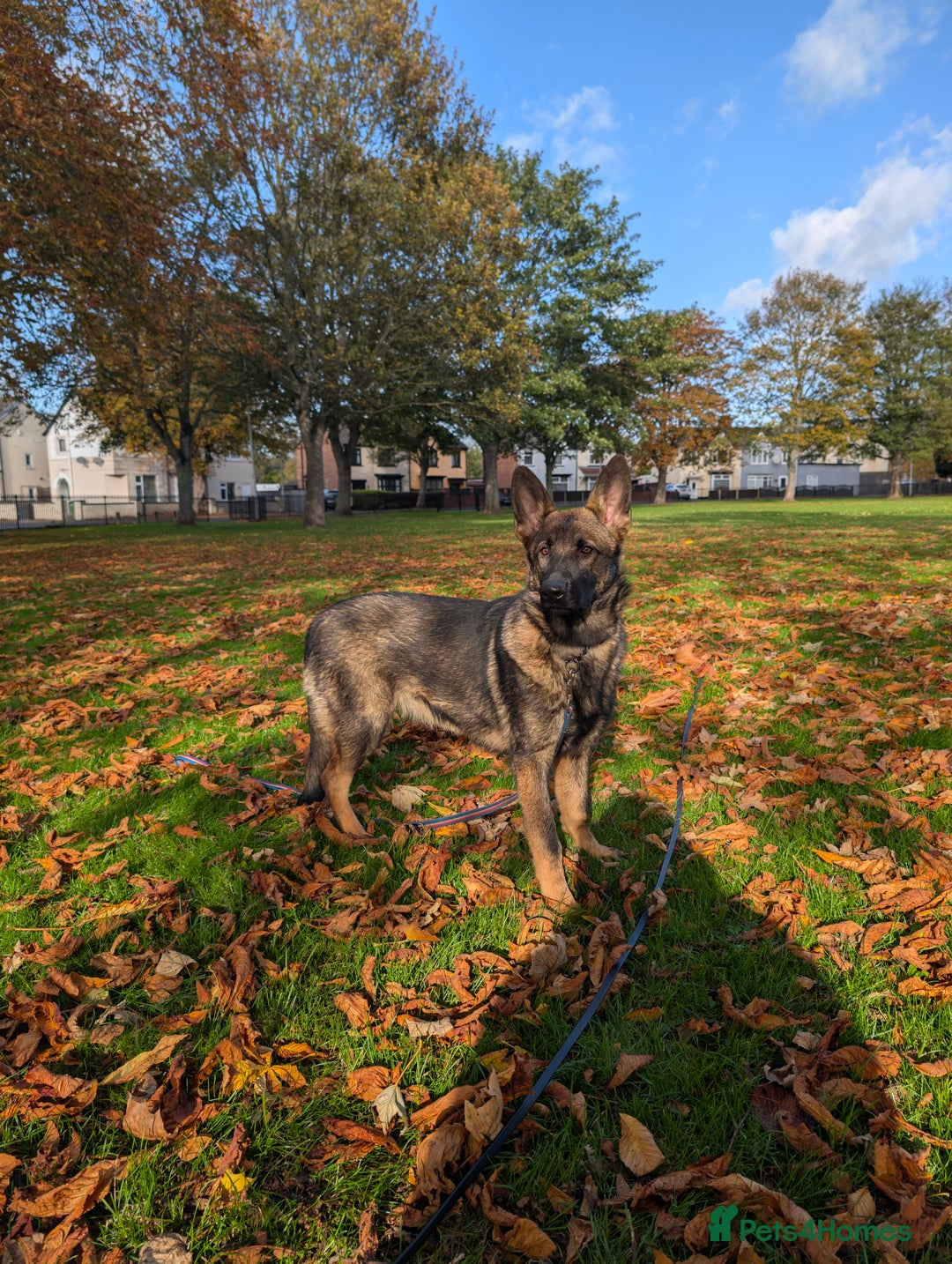 German Shepherd dogs for sale: German Shepherd puppies  in Scunthorpe - Image 11
