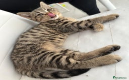 Bengal cats for sale: Gorgeous bengal male kitten - Image 4