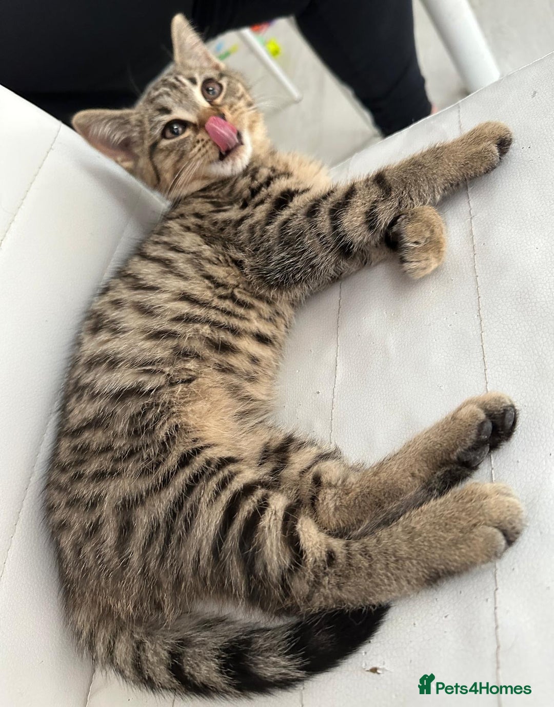 Bengal cats for sale: Gorgeous bengal male kitten - Image 4