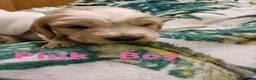 Cocker Spaniel dogs for sale: Stunning show KC Registered Cocker Spaniel pups in Omagh - Advert 14