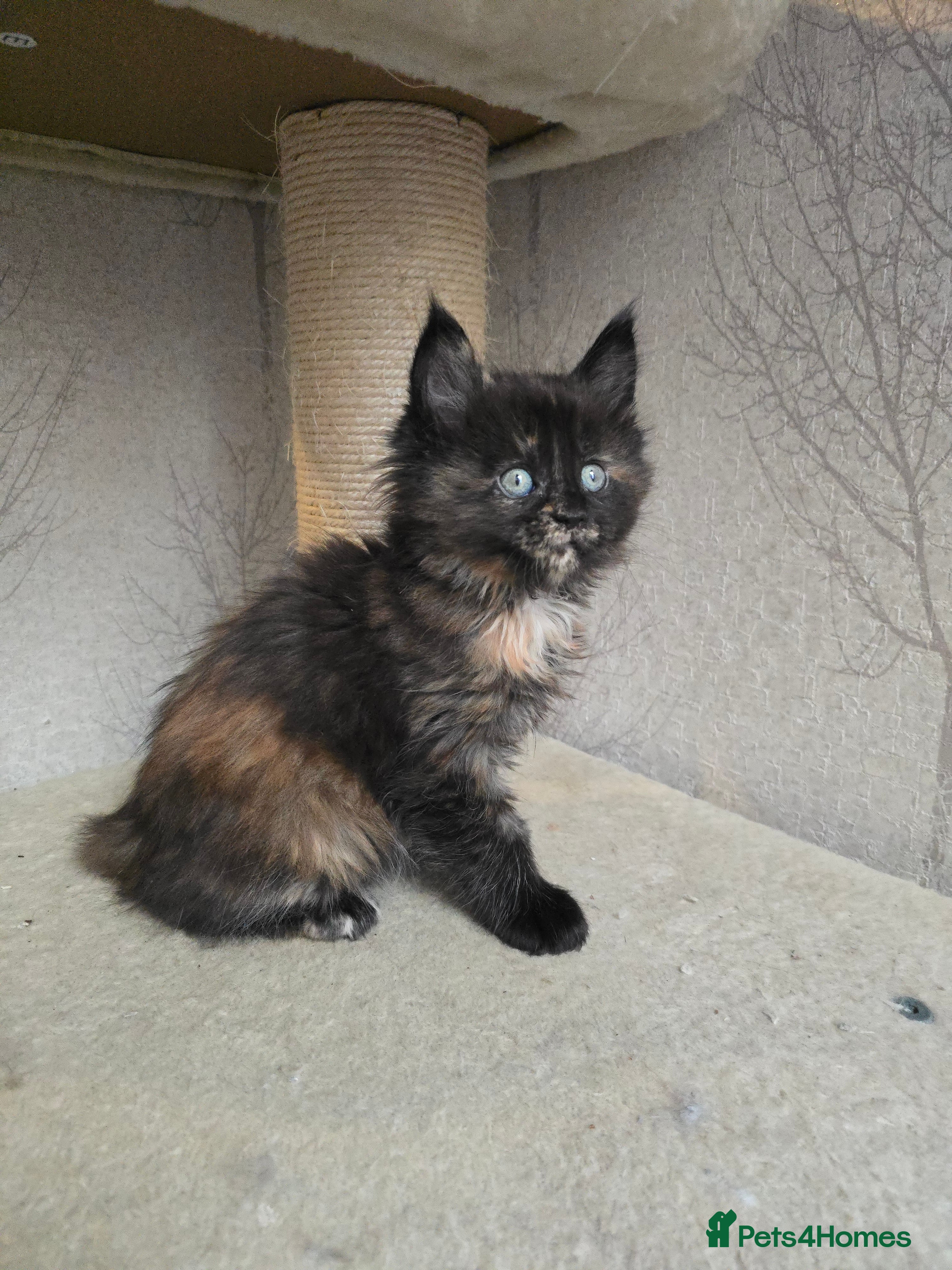 Maine Coon cats Amazing Large Purebred Maine Coon Kittens - Advert 16