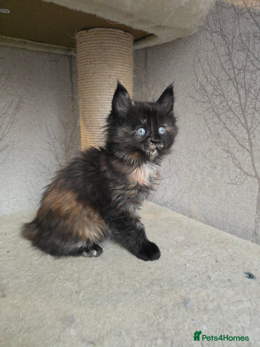 Maine Coon cats for sale: Amazing Large Purebred Maine Coon Kittens - Advert 8