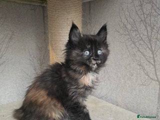 Maine Coon cats Amazing Large Purebred Maine Coon Kittens - Advert 16