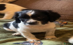 English Springer Spaniel dogs for sale: English springer spaniel puppies  - Image 3