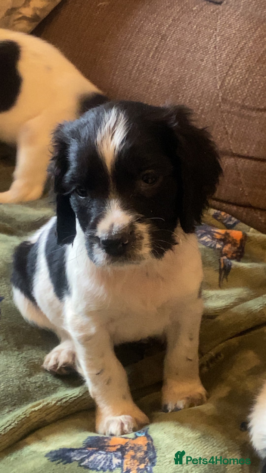 English Springer Spaniel dogs for sale: English springer spaniel puppies  - Image 3