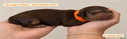 Cockapoo dogs for sale: Extensively DNA Tested Cockapoo Puppies 🧬 - Advert 6
