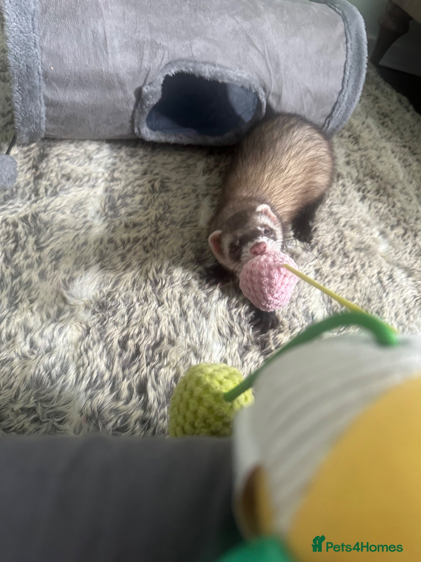 Ferret rodents Male ferret 4 months old  - Advert 4