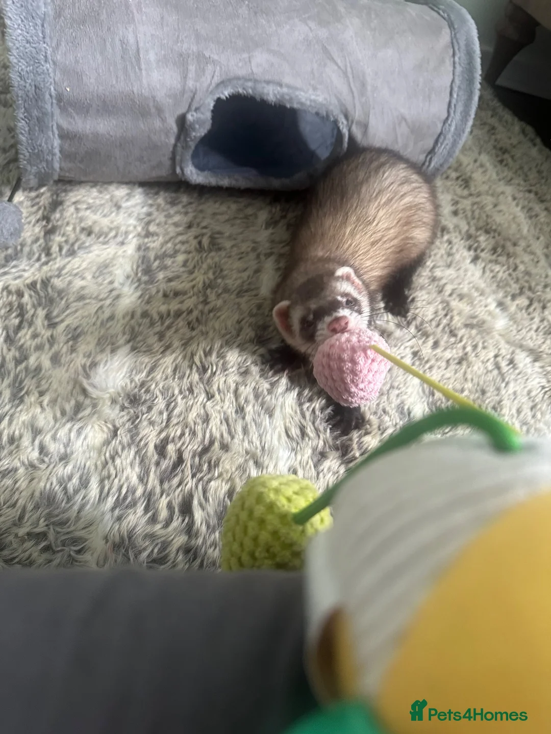 Ferret rodents for sale: Male ferret 4 months old  in Sheffield - Advert 1