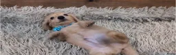 Miniature Dachshund dogs for sale: 🐾 Beautiful Miniature Dachshund Puppies 🐾 - Advert 31