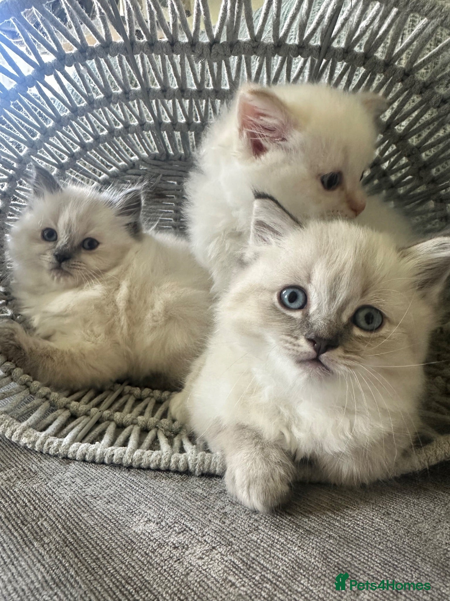 Siberian cats Rare Sibirian Neva Mosquerad/Ragdoll blue mittens  - Advert 11