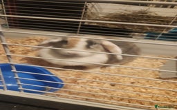 Lionhead rabbits for sale: Beautiful 😍 Lionhead girl - Advert 4