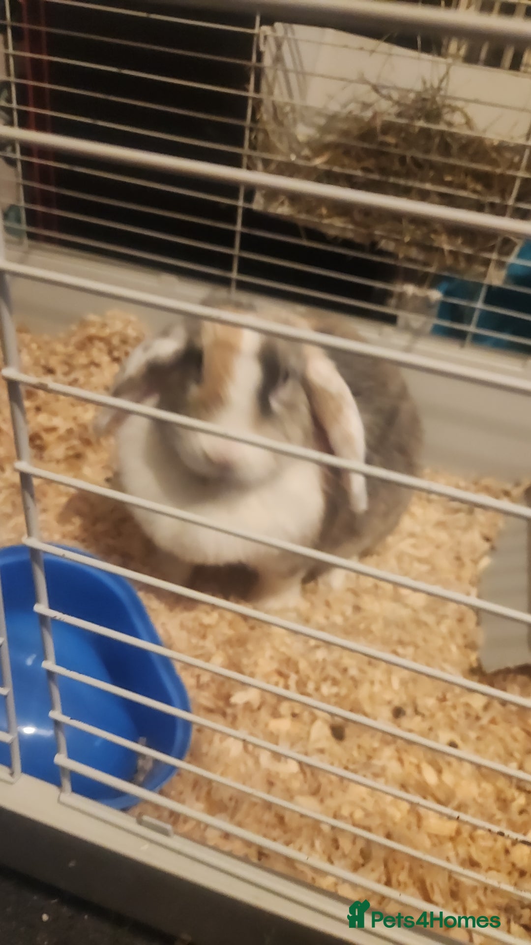 Lionhead rabbits for sale: Beautiful 😍 Lionhead girl - Advert 4