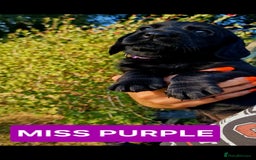 Cockerdor dogs for sale: 🐾FULL HEALTH TESTED BLACK COCKERDORS FOR SALE🐾 in Market Drayton - Image 14