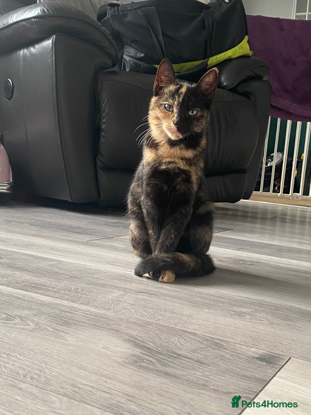 Mixed Breed cats for sale: Five beautiful kittens - Image 7