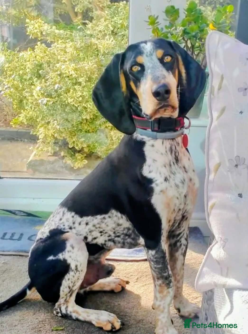 Mixed Breed dogs Rocky Bluetick Coonhound  - Advert 1