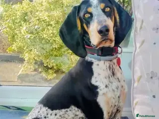 Mixed Breed dogs Rocky Bluetick Coonhound - Advert 1