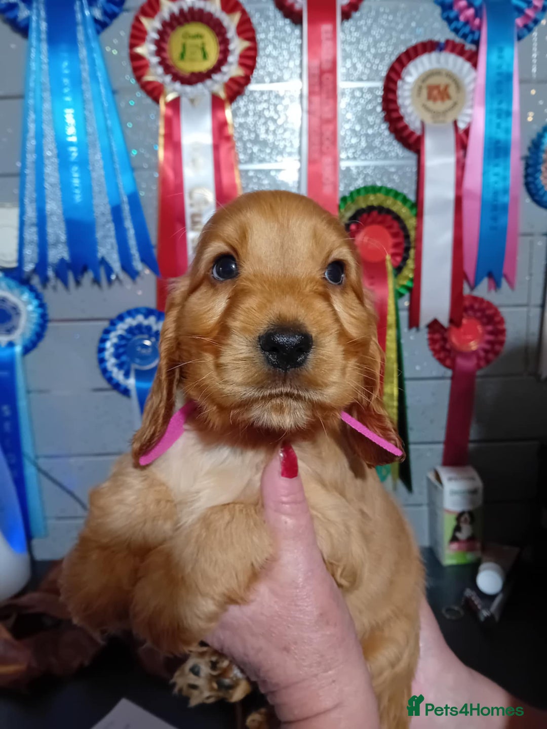 Cocker Spaniel dogs for sale: PURE SHOW COCKER SPANIEL PUPPIES FROM SHOW PARENTS - Advert 2