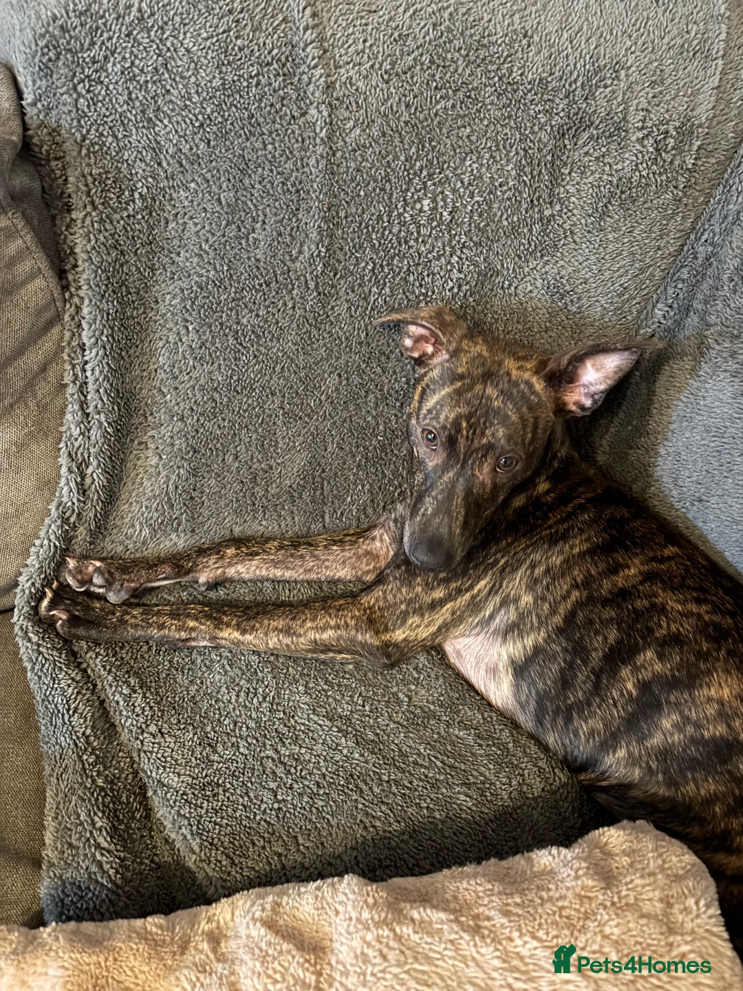 Mixed Breed dogs for sale: Lurcher x Staffy - Advert 5