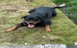 Rottweiler dogs for sale: Female Rottweiler  - Advert 6