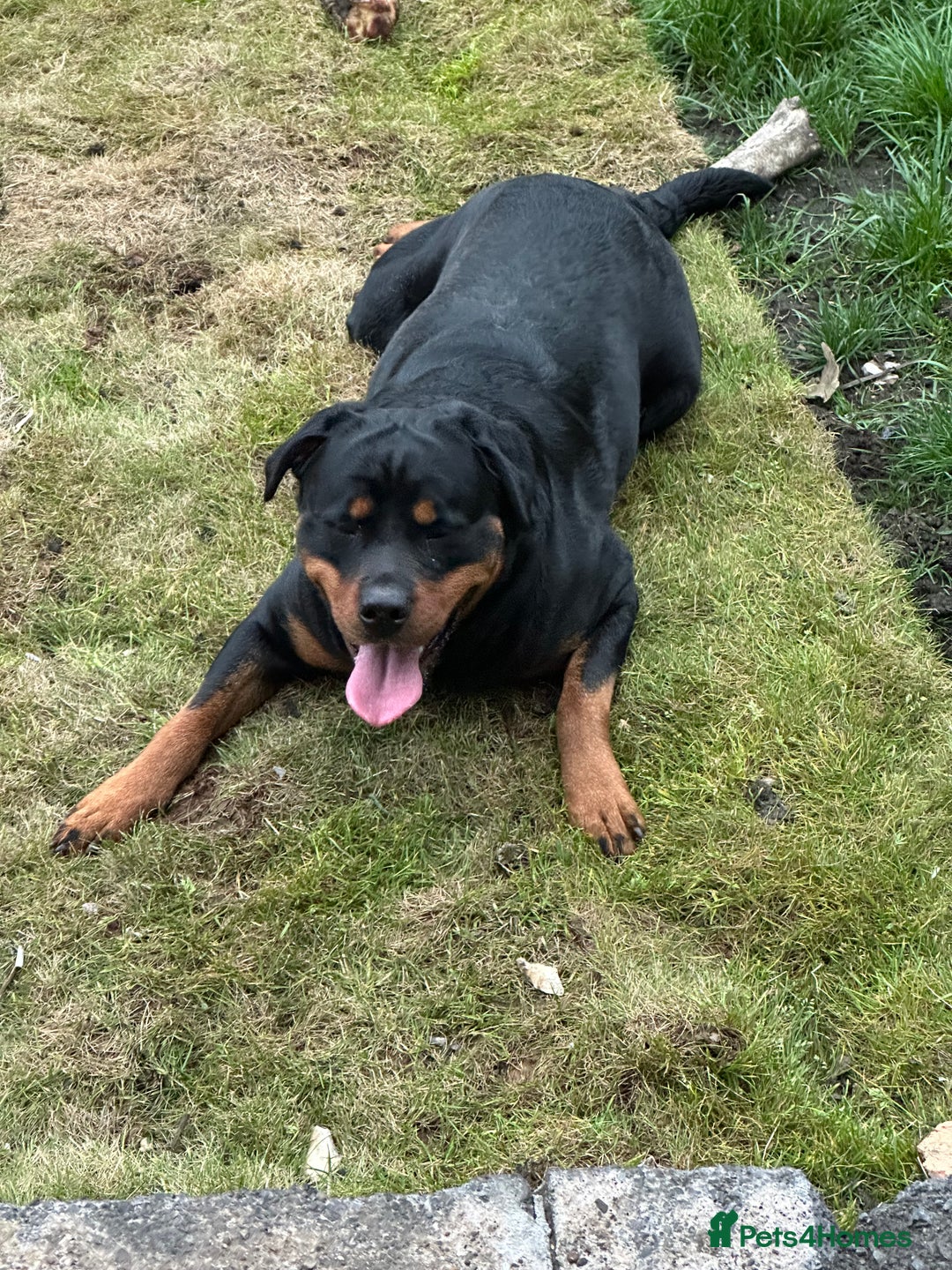 Rottweiler dogs for sale: Female Rottweiler  - Advert 6