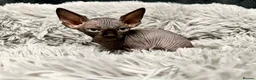 Sphynx cats for sale: TICA Reg Sphynx Kittens, Extensive Genetic Testing - Advert 7
