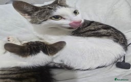 Mixed Breed cats for sale: 2 kittens - Image 2