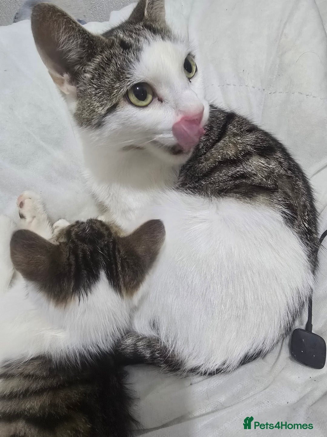 Mixed Breed cats for sale: 2 kittens - Image 2