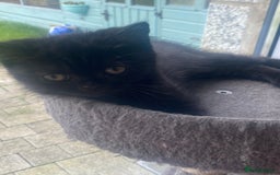 Selkirk Rex cats for sale: Selkirkrex black ghost tabby - Image 3