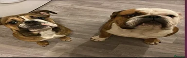 English Bulldog 