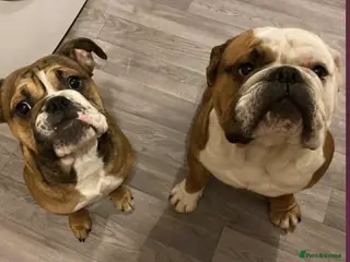 English Bulldog dogs 🐾 Loving Bulldogs Needing a Forever Home 🐾 - Advert 16